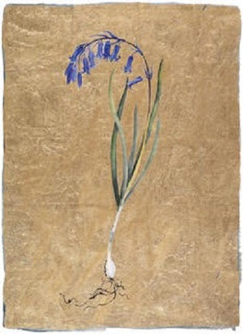 JACKIE MORRIS - JM8030 - Lost Words - Signed Limited Edition Print - Bluebell - 51/145