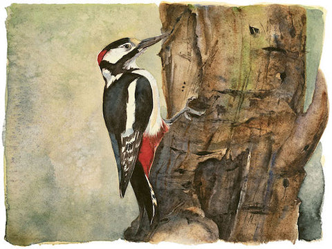 JACKIE MORRIS - LS3010 - Lost Spells - Signed Limited Edition Print - Great Spotted Woodpecker